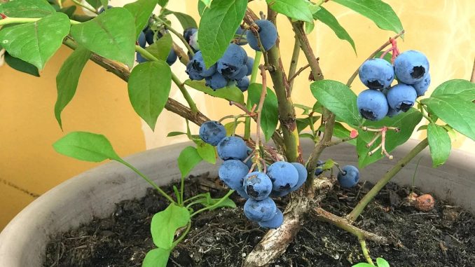 container-blueberries