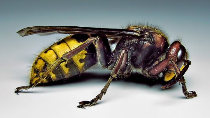 Hornet-vespa